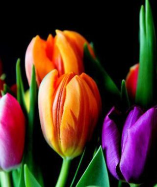 Fifth securitization for Dutch lender platform Tulp Group